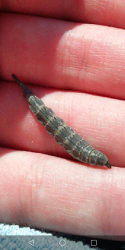 Stratiomys longicornis