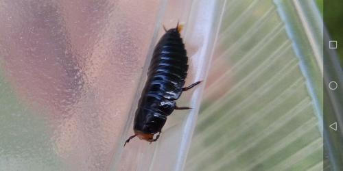 Réf. 237 594 : Dendroxena quadrimaculata