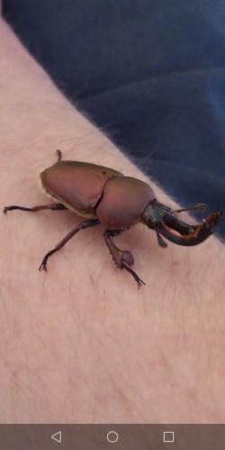Lamprima adolphinae