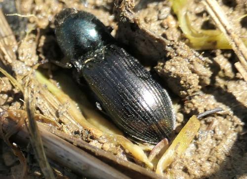 Selatosomus aeneus