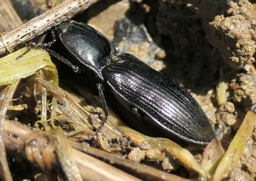 Réf. 237 710 : Selatosomus aeneus