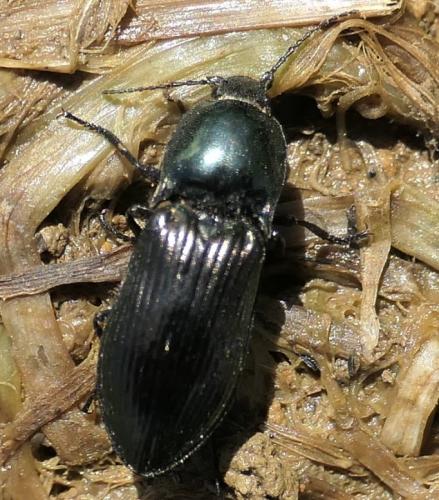 Selatosomus aeneus