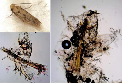 Anomalotinea liguriella