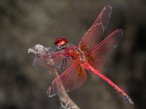 Réf. 237 772 : Trithemis arteriosa