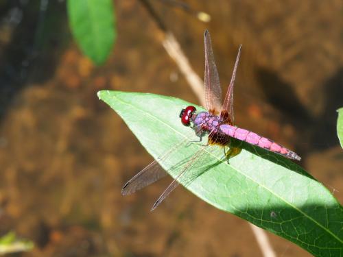 Réf. 237 641 : Trithemis kalula