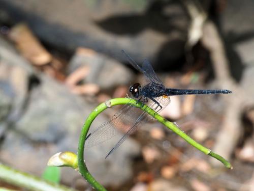 Réf. 237 769 : Trithemis dichroa