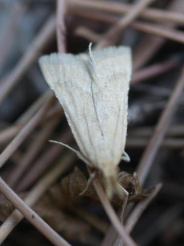Réf. 237 134 : Synaphe punctalis
