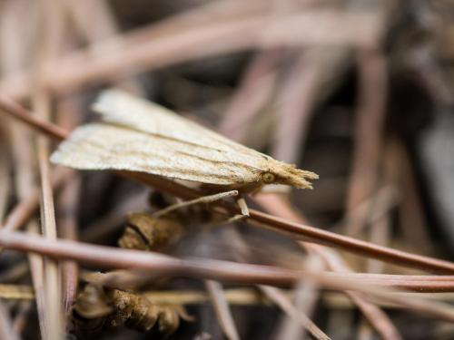 Réf. 237 133 : Synaphe punctalis