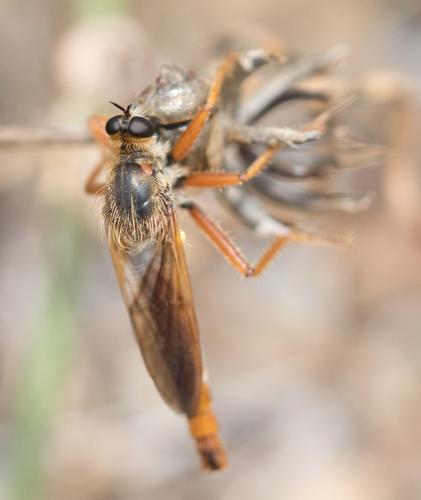 Réf. 237 012 : Stenopogon sabaudus