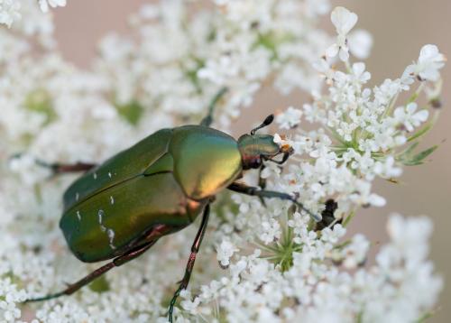 Réf. 237 428 : Cetonia aurata