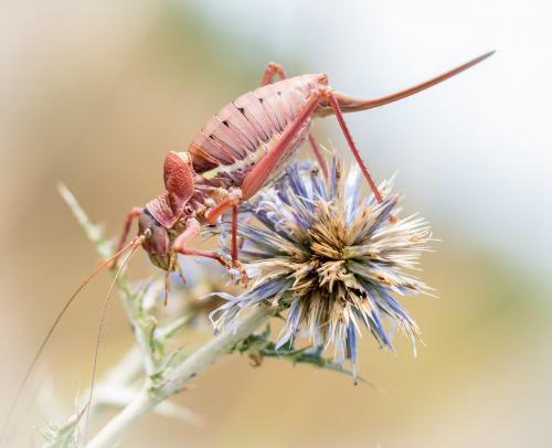 Réf. 237 804 : Ephippiger sp.