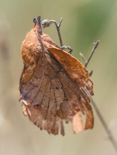 Gastropacha quercifolia