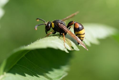 Réf. 237 801 : Delta unguiculatum