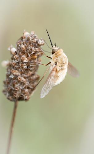 Réf. 237 895 : Systoechus sp.