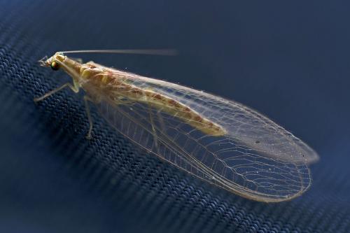 Réf. 237 047 : Chrysoperla sp.