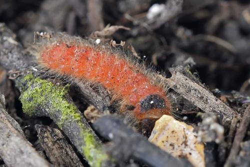 Réf. 237 297 : Trichodes sp.