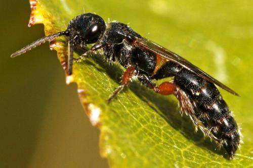 Tiphia femorata