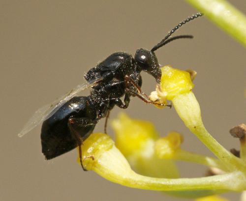 Figitinae