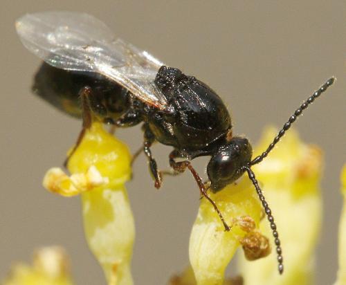 Figitinae