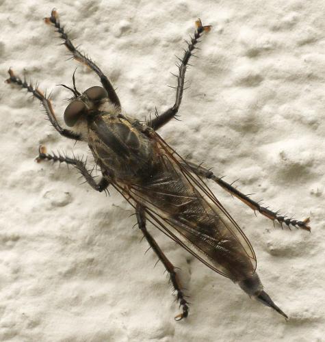 Machimus cyanopus
