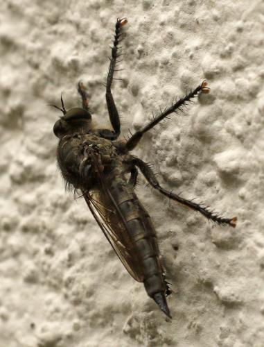 Machimus cyanopus