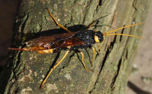 Réf. 237 077 : Urocerus gigas