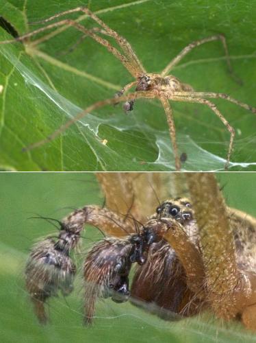Réf. 237 986 : Allagelena gracilens