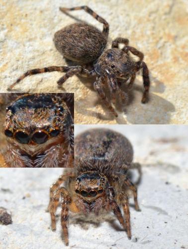 Réf. 237 292 : Euophrys rufibarbis