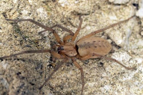 Nomisia aussereri