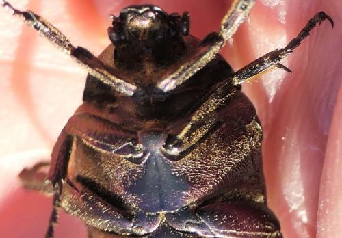 Réf. 237 318 : Potosia cuprea