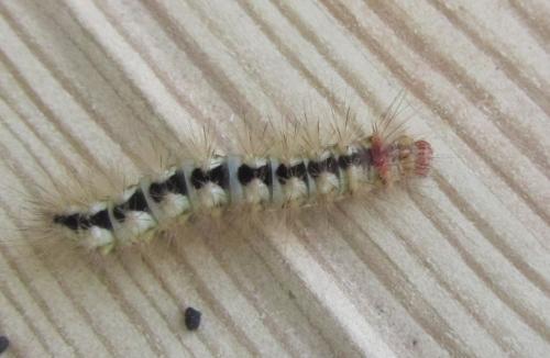 Réf. 237 870 : Acronicta euphorbiae