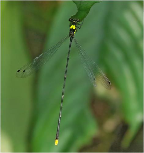 Réf. 237 861 : Coeliccia scutellum