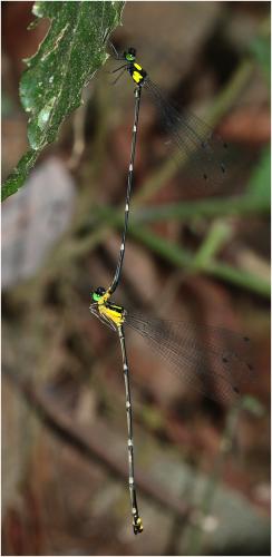 Réf. 237 864 : Coeliccia scutellum