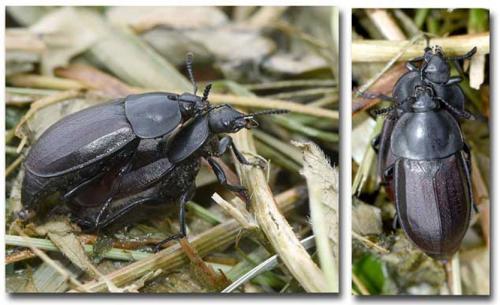 Silpha tyrolensis