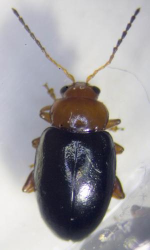 Réf. 237 217 : Podagrica fuscicornis