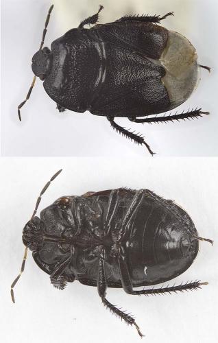 Réf. 237 580 : Sehirus morio