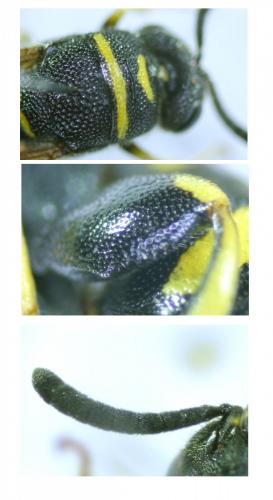 Leucospis dorsigera