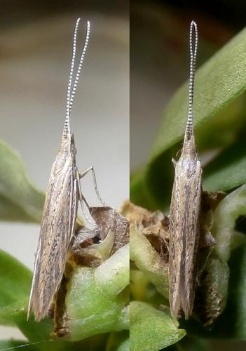 Réf. 237 845 : Coleophora texanella