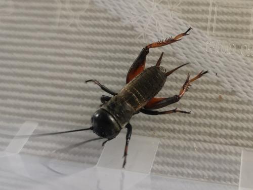 Réf. 237 763 : Gryllus campestris