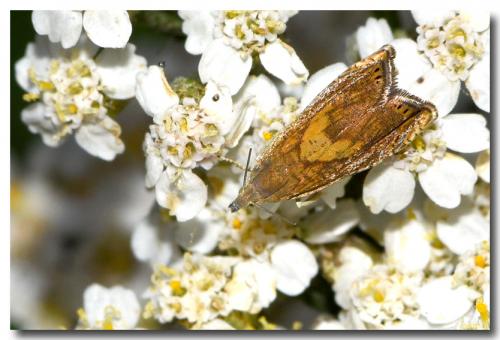 Réf. 237 457 : Dichrorampha sp.