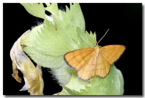 Idaea flaveolaria