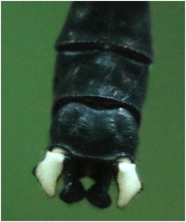 Leptogomphus divaricatus
