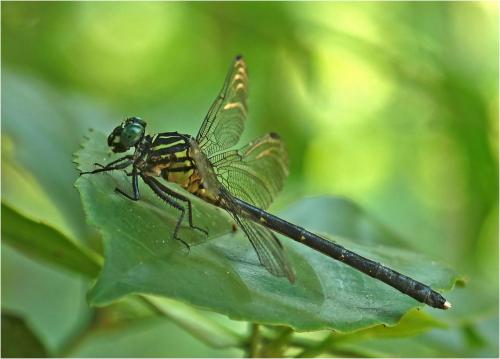Leptogomphus divaricatus