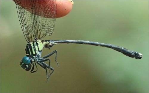 Leptogomphus divaricatus