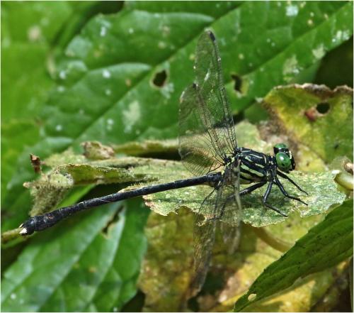 Leptogomphus perforatus