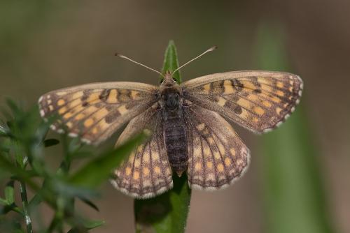 Mellicta sp.
