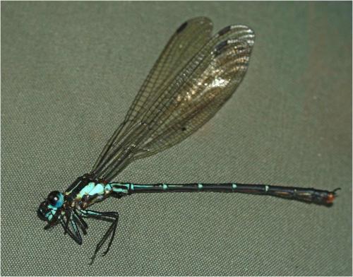 Mesopodagrion tibetanum