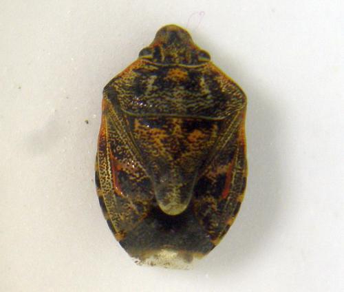 Réf. 237 291 : Holcogaster fibulata