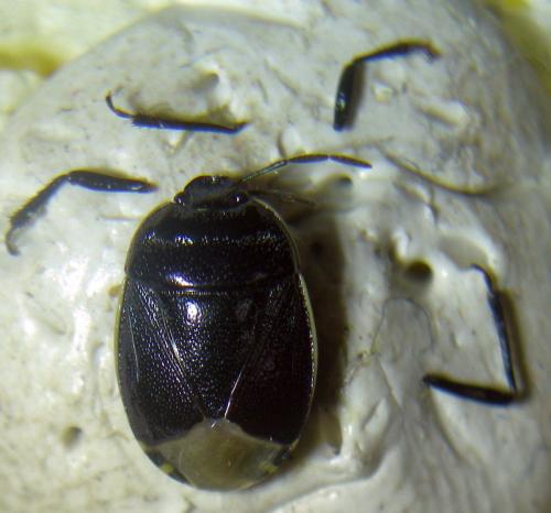 Réf. 237 320 : Canthophorus sp.