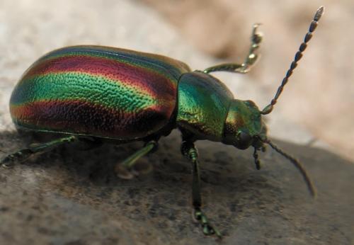 Réf. 237 477 : Oreina sp.